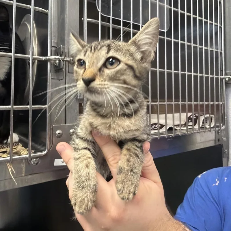 A baby small-sized female Brown / Chocolate Domestic Short Hair cat named Mocha for adoption in Port Charlotte, FL