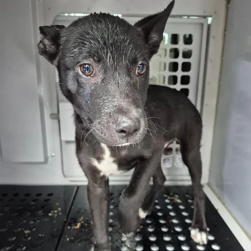A baby small-sized male Black Mixed Breed dog named StrayMimosaStreet for adoption in Columbus, GA