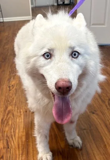 A senior large-sized female White / Cream Mixed Breed dog named Snow for adoption in Covington, LA