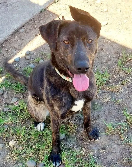 A young medium-sized female Labrador Retriever dog named January for adoption in Sacramento, CA