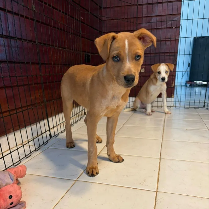 A young medium-sized female Yellow / Tan / Blond / Fawn Mixed Breed dog named Patricia for adoption in San Juan, PR