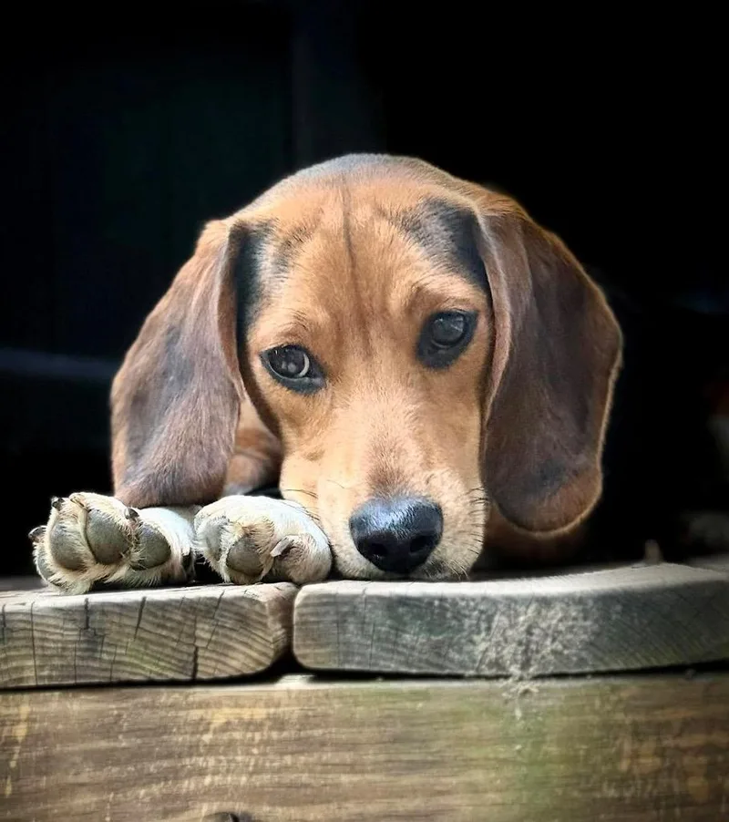 A baby medium-sized male Beagle dog named Max  LOCAL CT for adoption in Princeton, MA