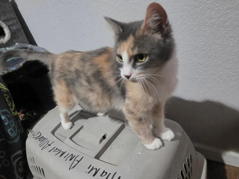 A young medium-sized female Calico cat named Evelyn for adoption in Miami, OK