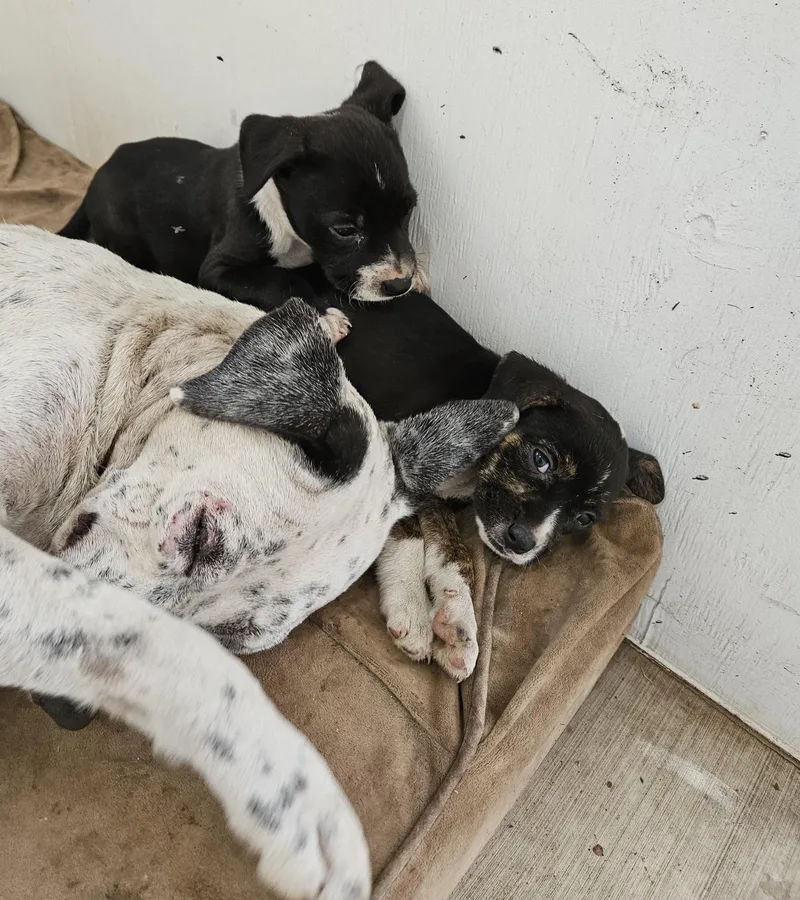 A baby medium-sized female Dalmatian dog named Tri for adoption in Newport Beach, CA