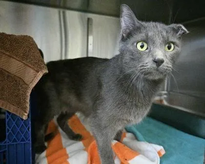 An adult small-sized female Domestic Short Hair cat named Stormy for adoption in West Seneca, NY