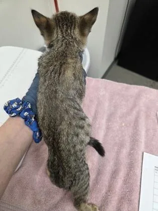 A baby small-sized female Brown / Chocolate Domestic Short Hair cat named Red Mill for adoption in Sacramento, CA