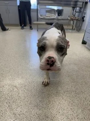 An adult medium-sized female Mixed Breed dog named Clover for adoption in Lafayette, IN