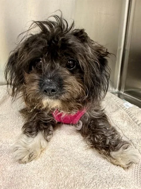 A young small-sized female Shih Tzu dog named Daisy for adoption in Naples, FL