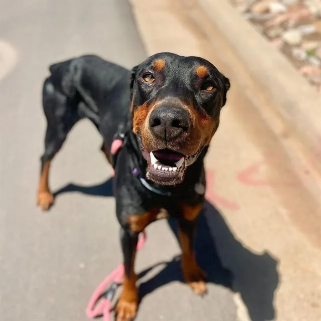 An adult medium-sized male Doberman Pinscher dog named Rocco for adoption in Aurora, CO