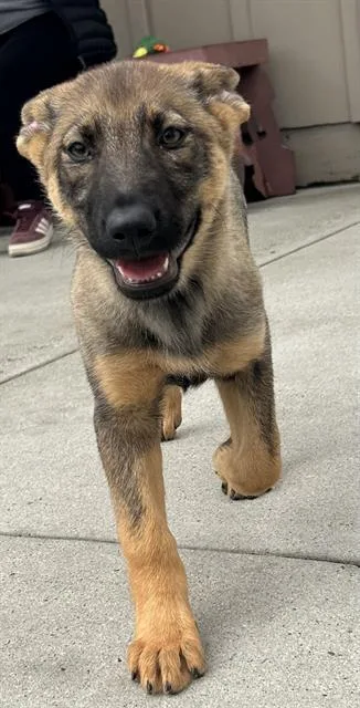 A baby small-sized female Belgian Shepherd / Malinois dog named Yellowfoot for adoption in Santa Cruz, CA