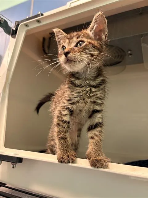 A baby medium-sized male Domestic Short Hair cat named Jeremy for adoption in Dallas, TX