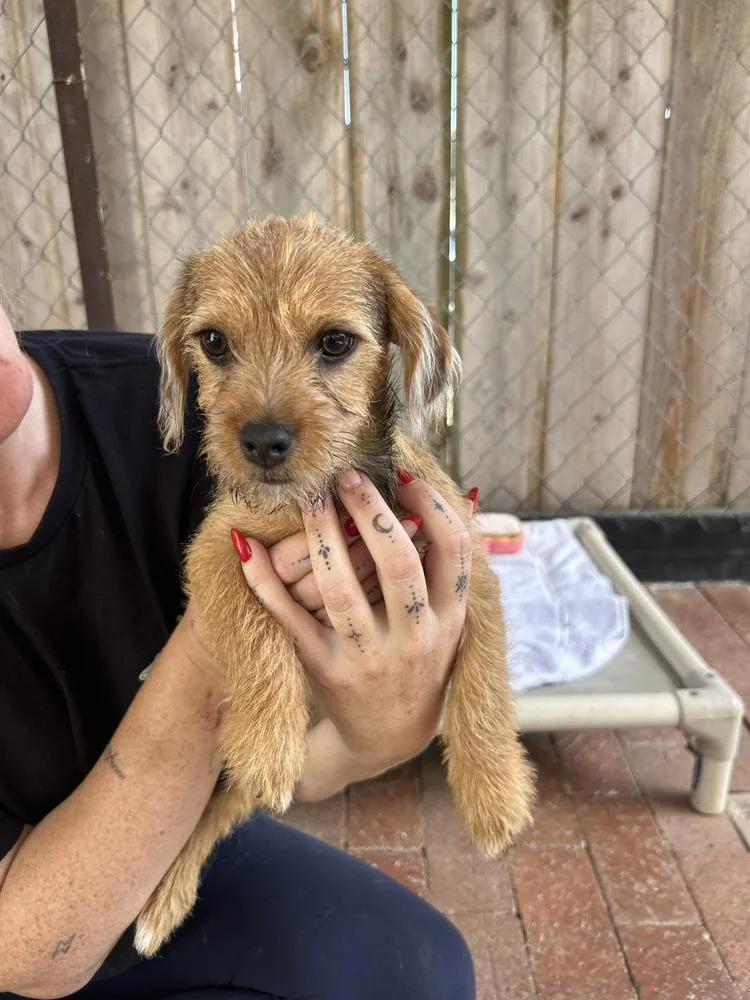 A baby small-sized female Brown / Chocolate Terrier dog named Tater for adoption in San Diego, CA