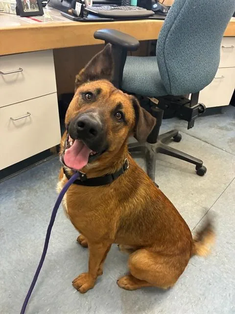 A young large-sized male German Shepherd Dog dog named Zack for adoption in Santa Maria, CA