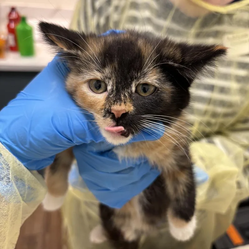 A baby small-sized female Calico Domestic Short Hair cat named Catriona for adoption in Evanston, IL