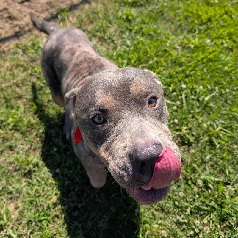 A young large-sized male Gray / Blue / Silver Mixed Breed dog named Stitch for adoption in Columbiana, AL