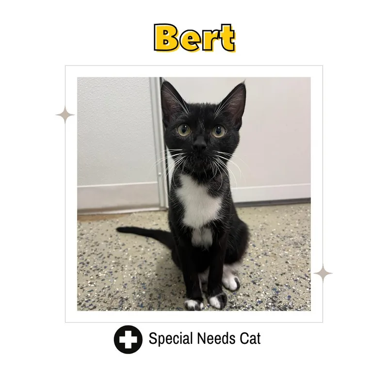 Bert