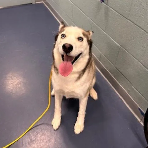 An adult medium-sized male White / Cream Husky dog named Bently for adoption in Greensboro, NC