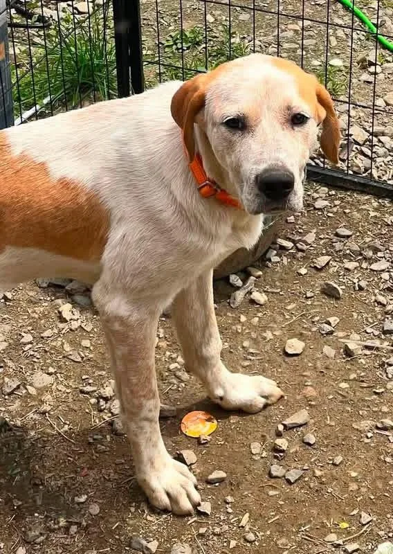 A baby extra large-sized male Brown / Chocolate Anatolian Shepherd dog named Ranger for adoption in Brooks, ME