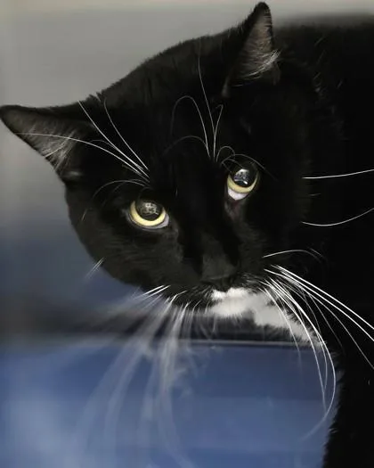 A young medium-sized male Domestic Short Hair cat named Bubba for adoption in Fishers, IN