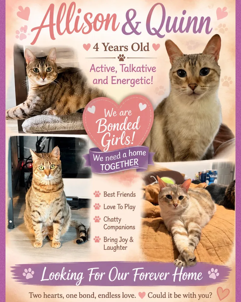 An adult medium-sized female Domestic Short Hair cat named Allison and Quinn for adoption in Fort Worth, TX