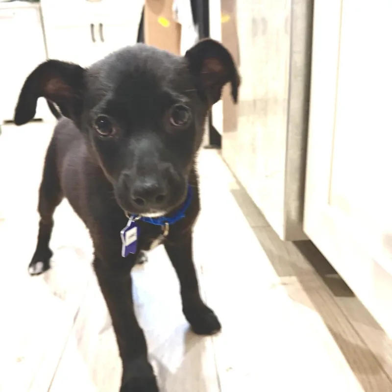 A baby medium-sized female Black Mixed Breed dog named Annie for adoption in San Francisco, CA