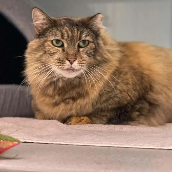 An adult large-sized female Domestic Long Hair cat named Mimi for adoption in Medfield, MA