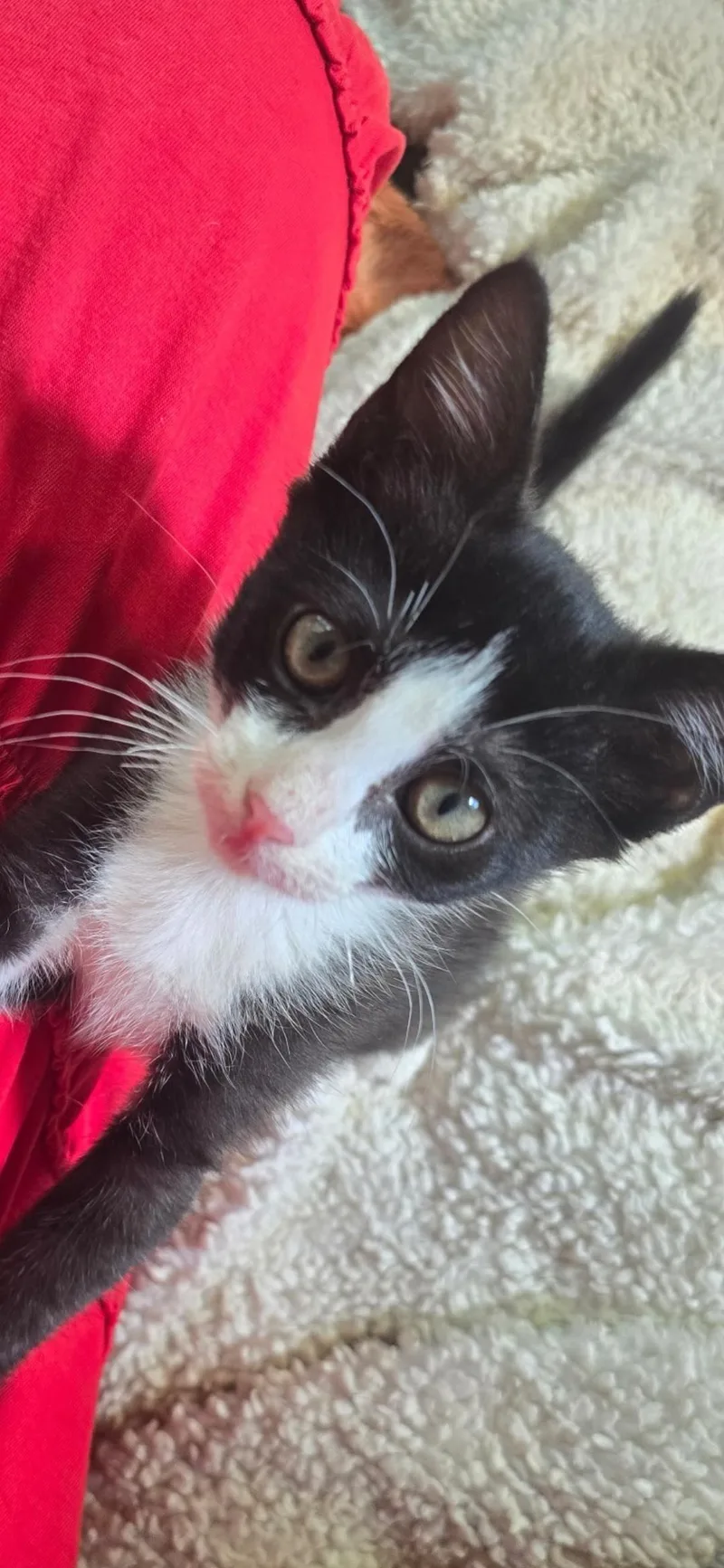 A baby large-sized male Black & White / Tuxedo Domestic Short Hair cat named Toulouse for adoption in Medford, WI
