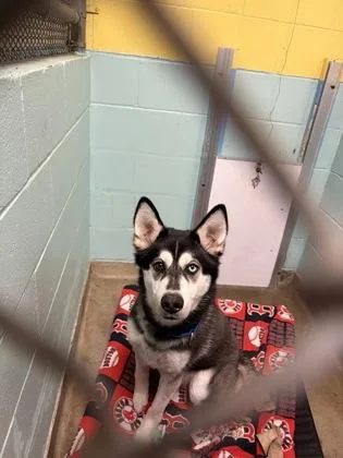 An adult medium-sized female Husky dog named Louisa for adoption in Lowell, MA