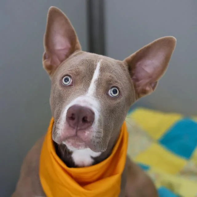 A young medium-sized male American Staffordshire Terrier dog named Simba for adoption in San Antonio, TX