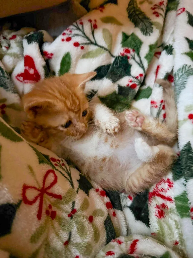 A baby medium-sized male Orange / Red Domestic Short Hair cat named Lone Star for adoption in Columbia, SC