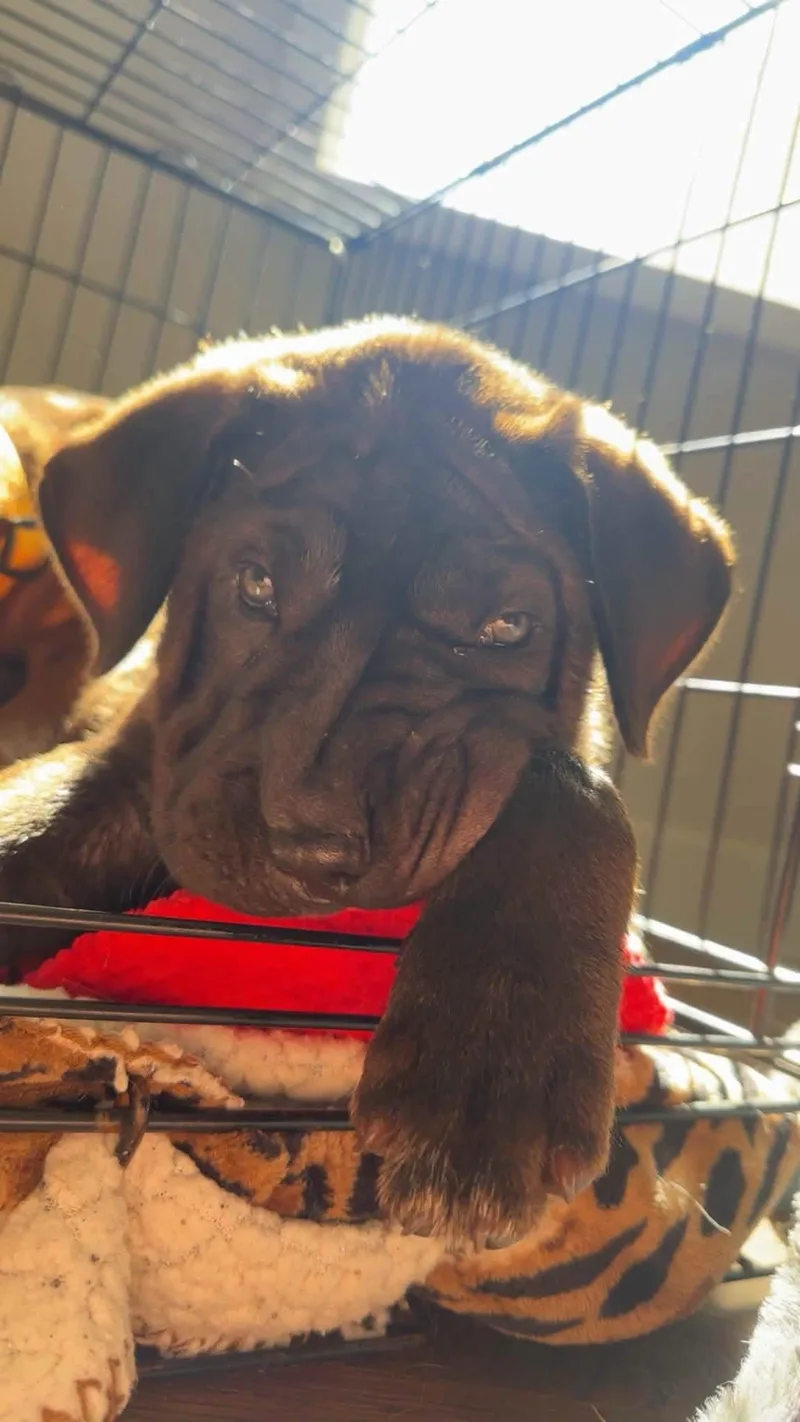 A baby medium-sized male Shar-Pei dog named Midnight for adoption in New London, WI
