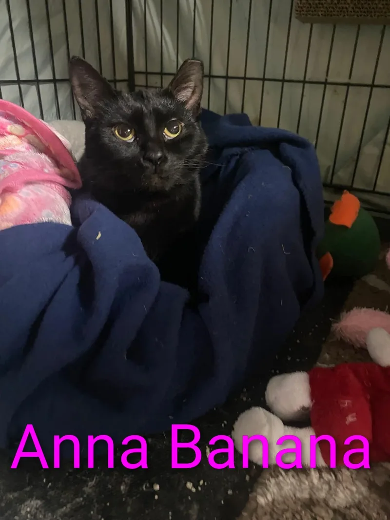 Anna Banana thumbnail 3