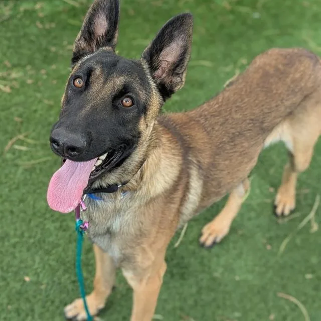 A young medium-sized male Belgian Shepherd / Malinois dog named Duke for adoption in Las Vegas, NV