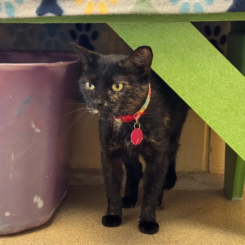 An adult small-sized female Tortoiseshell Domestic Short Hair cat named Whitney for adoption in Waukesha, WI
