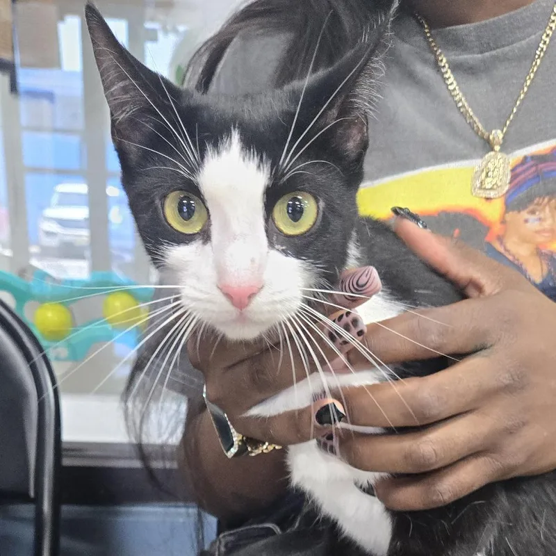 An adult medium-sized female Black Domestic Short Hair cat named Crybaby for adoption in Newark, NJ
