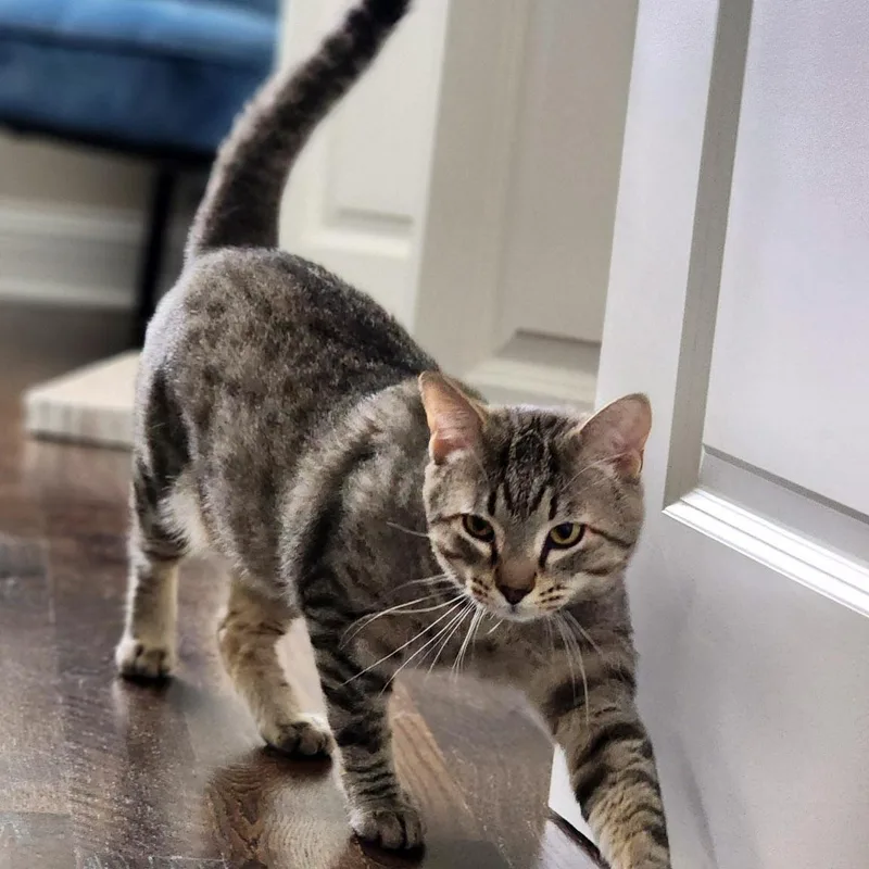An adult large-sized male Tabby (Gray / Blue / Silver) Domestic Short Hair cat named Raichu for adoption in Chicago, IL