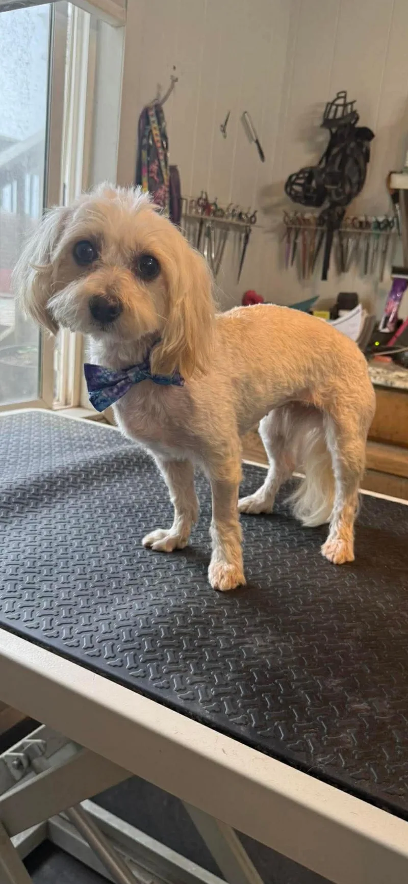 A young small-sized female White / Cream Havanese dog named Puff for adoption in Greenwich, NY