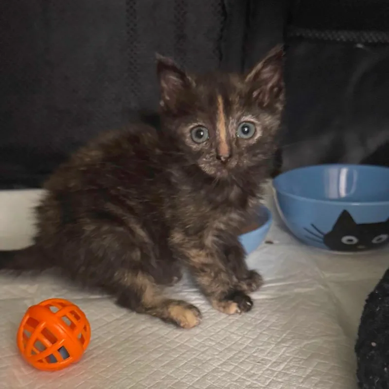 A baby small-sized female Tortoiseshell Domestic Short Hair cat named Nyx for adoption in Los Angeles, CA