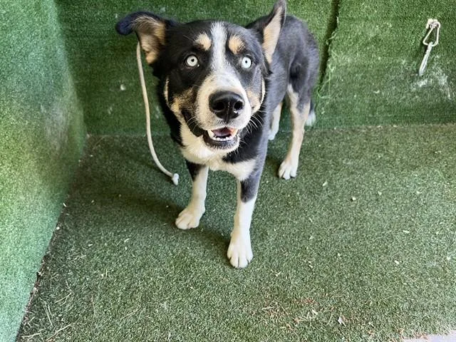 A young large-sized male Siberian Husky dog named A for adoption in Lancaster, CA