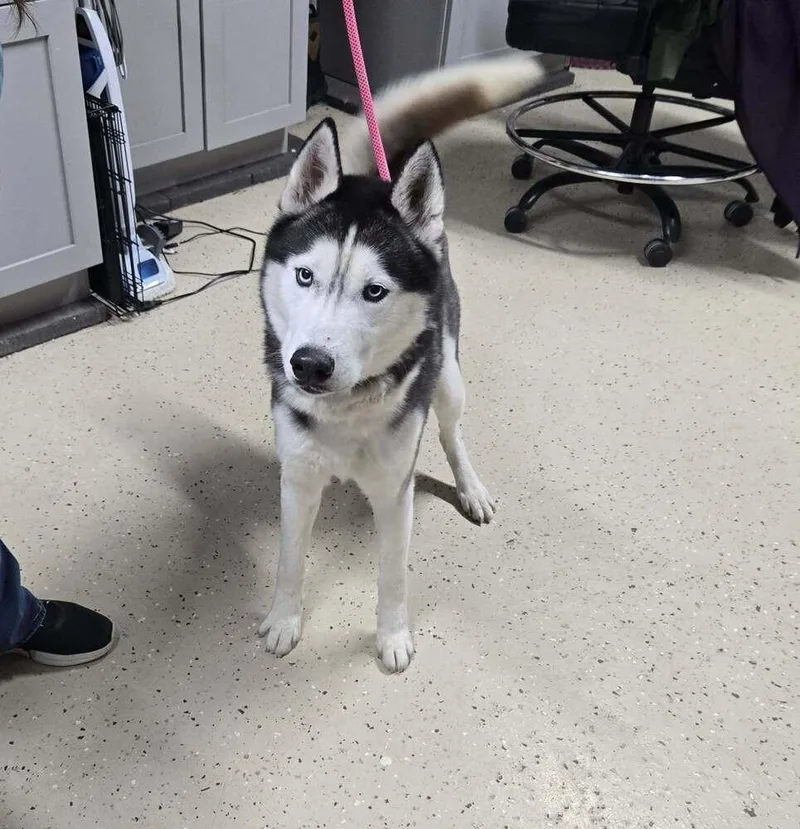 A young medium-sized male Husky dog named Koda for adoption in Waverly, OH