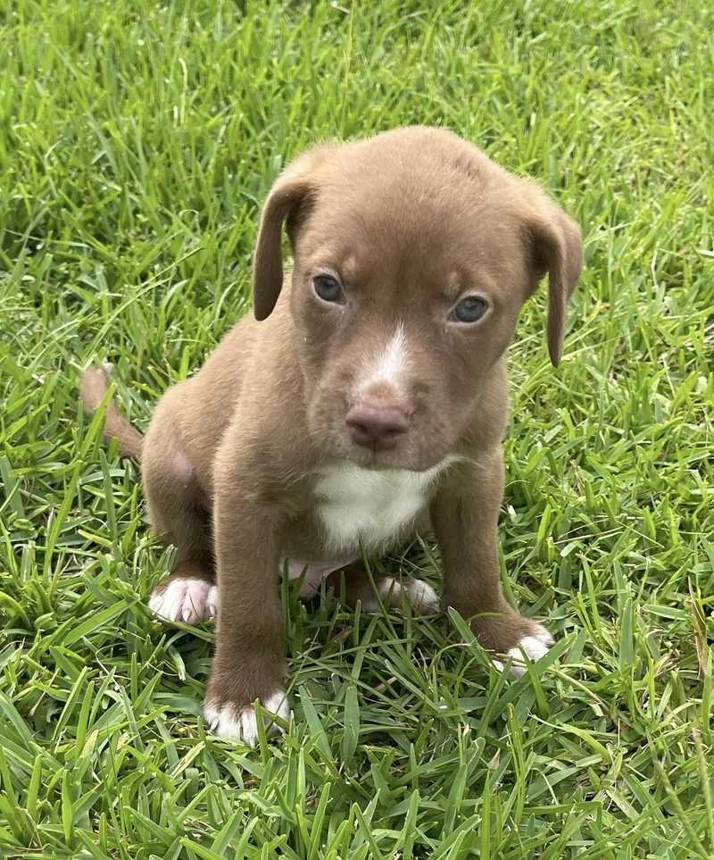 A baby medium-sized female Brown / Chocolate American Staffordshire Terrier dog named Squirrel for adoption in Tomball, TX