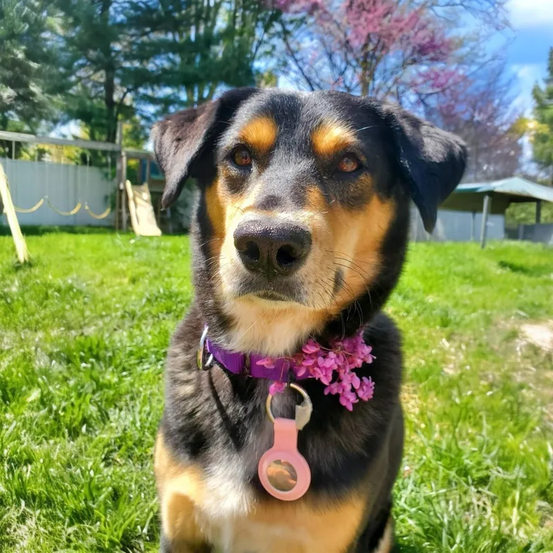 Lola
