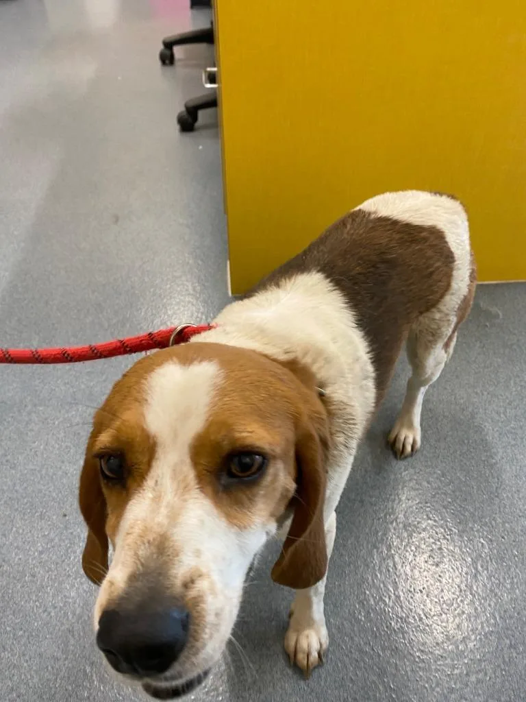 An adult medium-sized female Beagle dog named Frita for adoption in Portland, IN