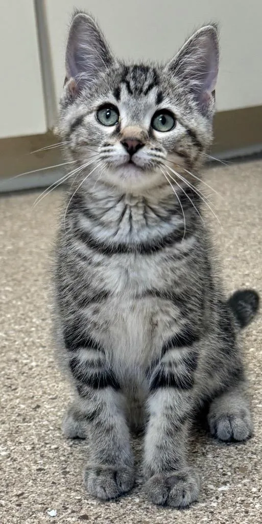 A baby small-sized male Domestic Short Hair cat named Martin for adoption in Great Bend, KS