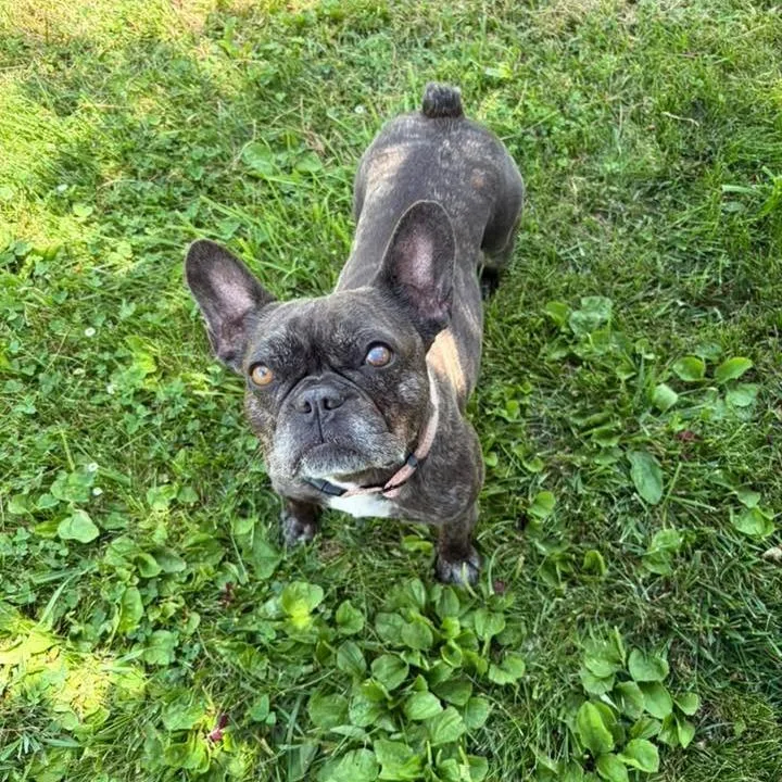 An adult small-sized female Black French Bulldog dog named Fiona for adoption in Huber Heights, OH