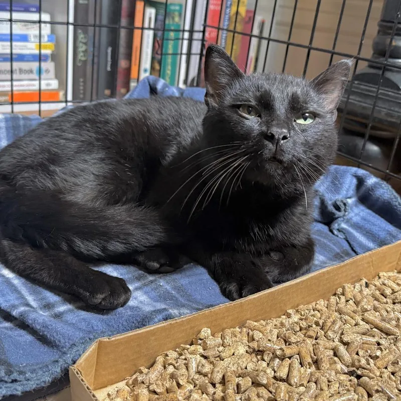 An adult small-sized male Black Domestic Short Hair cat named Fenrir for adoption in Oak Hill, WV