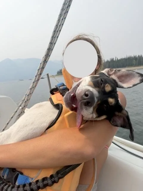 Wallace thumbnail 3