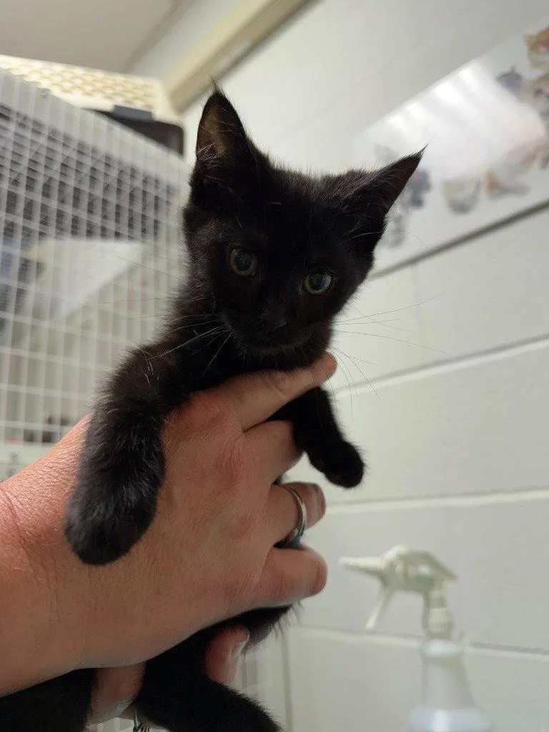 A baby medium-sized female Black Domestic Short Hair cat named Teak for adoption in St. Helens, OR