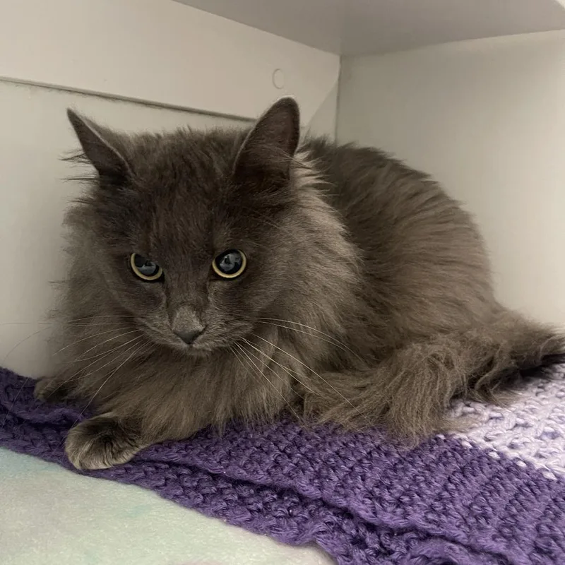 An adult medium-sized female Domestic Medium Hair cat named Nimbus for adoption in Los Angeles, CA
