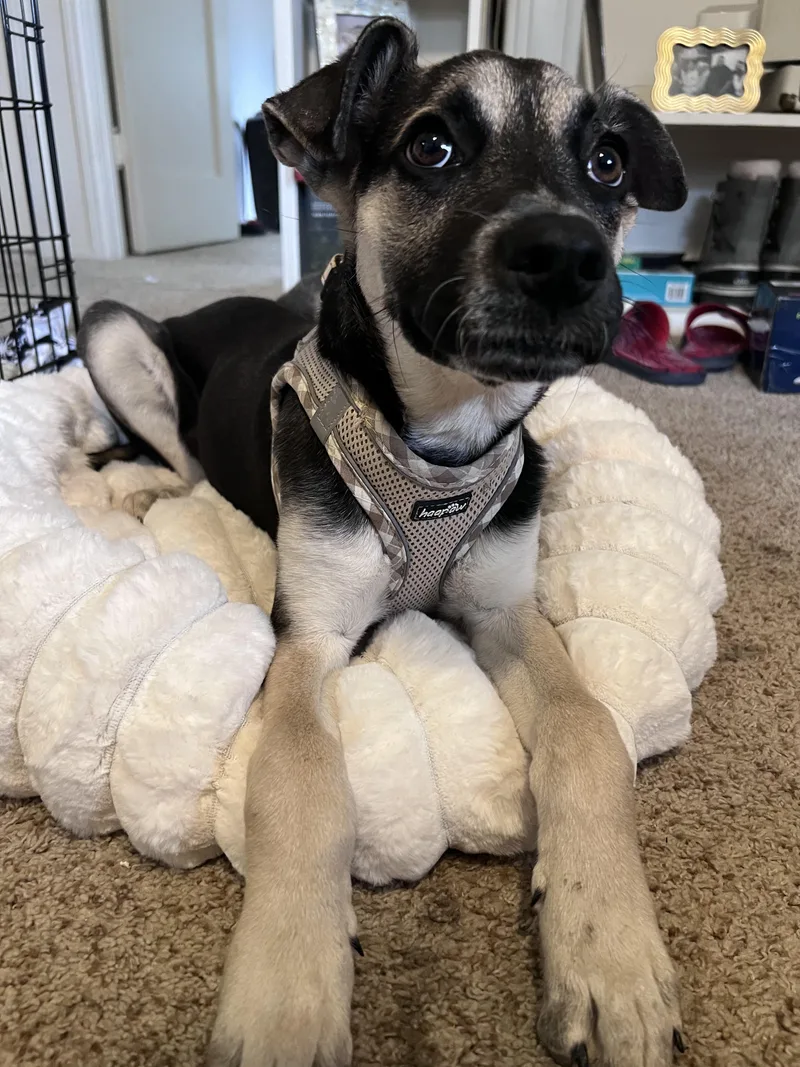 A baby medium-sized male German Shepherd Dog dog named Coby for adoption in Elizabeth, CO